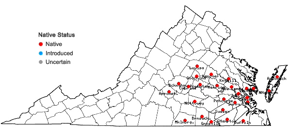 Locations ofSolidago rugosa P. Mill. var. celtidifolia (Small) Fernald in Virginia