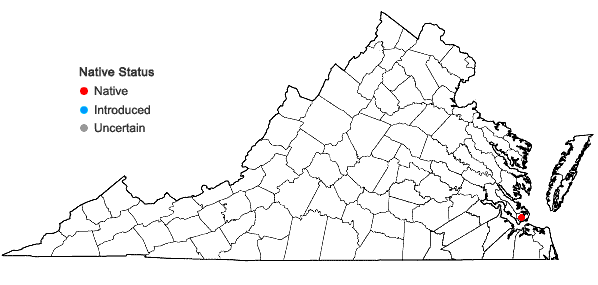 Locations ofSolidago rugosa P. Mill. var. sphagnophila C. Graves in Virginia