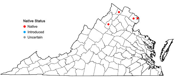 Locations ofSolidago rupestris Raf. in Virginia