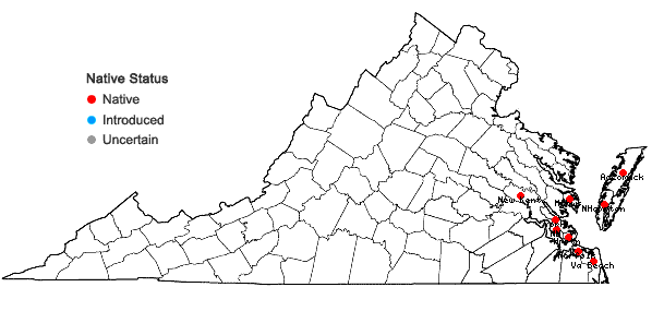 Locations ofSolidago sempervirens L. in Virginia