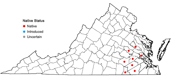Locations ofSolidago stricta Ait. in Virginia