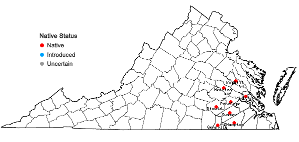 Locations ofSolidago stricta Ait. in Virginia