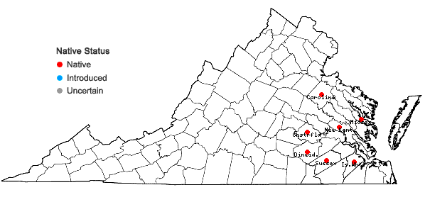 Locations ofSolidago tarda Mackenzie in Virginia