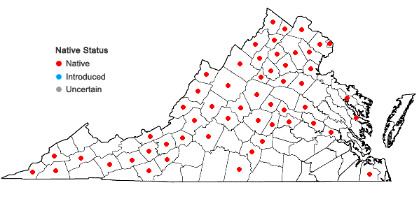 Locations ofSolidago ulmifolia Muhl. ex Willd. var. ulmifolia in Virginia