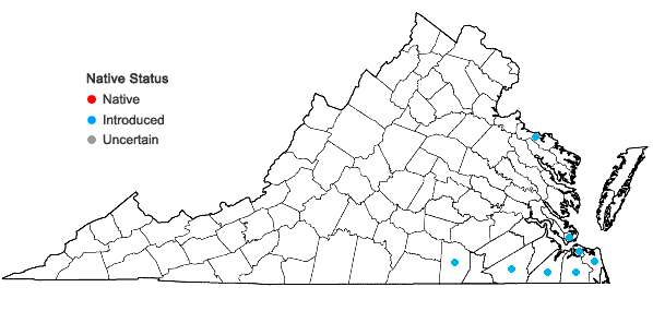 Locations ofSoliva sessilis Ruiz & Pavon in Virginia