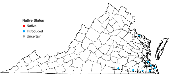 Locations ofSoliva sessilis Ruiz & Pavon in Virginia