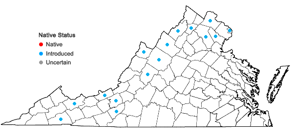 Locations ofSonchus arvensis L. var. glabrescens Guenth., Grab. & Wimmer in Virginia