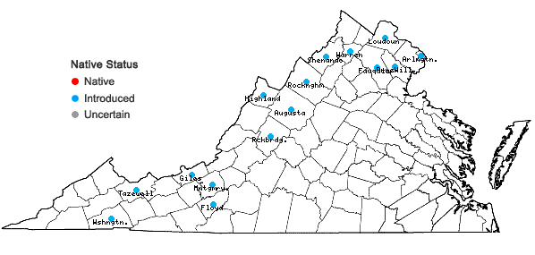 Locations ofSonchus arvensis L. var. glabrescens Guenth., Grab. & Wimmer in Virginia