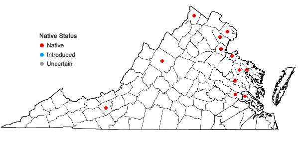 Locations ofSparganium eurycarpum Engelm. ex Gray in Virginia