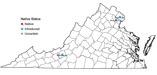 Locations ofSpergularia rubra (L.) J. & K. Presl in Virginia