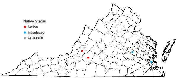 Locations ofSpermacoce glabra Michx. in Virginia