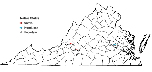 Locations ofSpermacoce glabra Michx. in Virginia