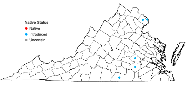 Locations ofSpermolepis echinata (Nutt. ex DC.) Heller in Virginia