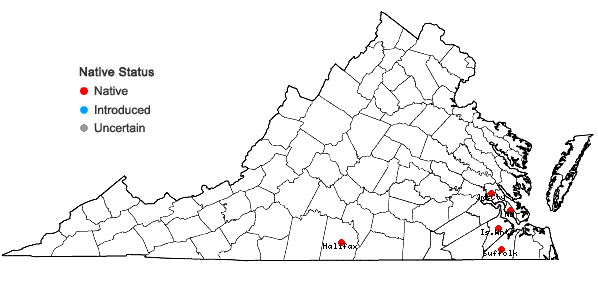 Locations ofSphenopholis filiformis (Chapman) Scribn. in Virginia