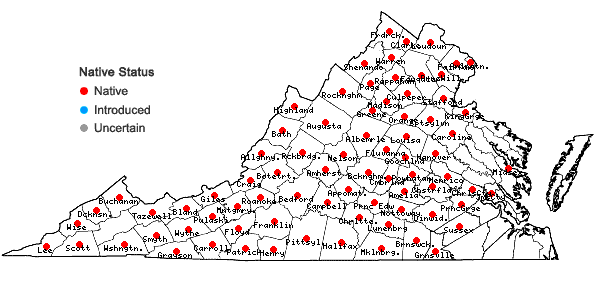 Locations ofStellaria pubera Michx. in Virginia