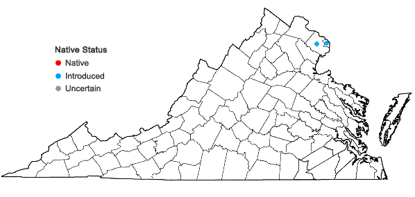 Locations ofStyphnolobium japonicum (L.) Schott in Virginia