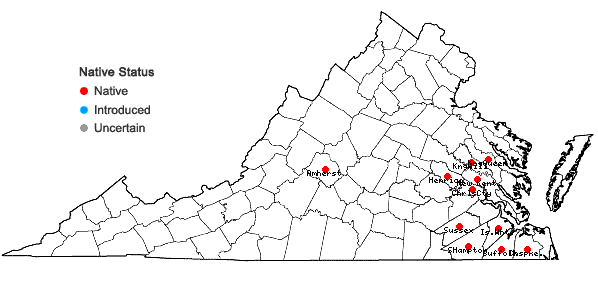 Locations ofStyrax americanus Lamarck var. americanus in Virginia
