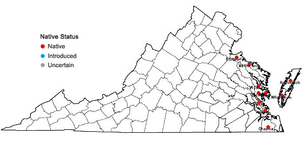 Locations ofSuaeda linearis (Ell.) Moq. in Virginia