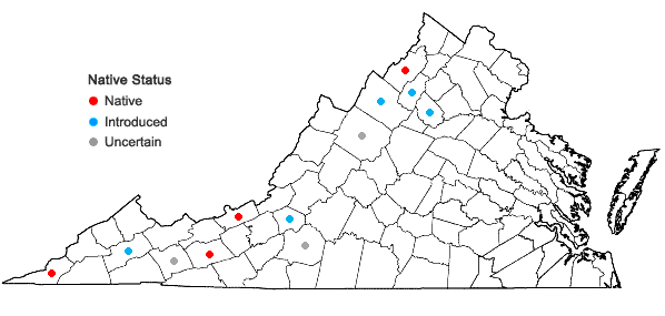Locations ofSymphoricarpos albus (L.) Blake in Virginia