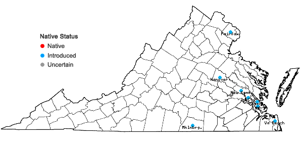 Locations ofSymphyotrichum divaricatum (Nutt.) Nesom in Virginia