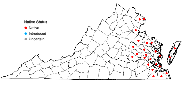 Locations ofSymphyotrichum novi-belgii (L.) Nesom in Virginia