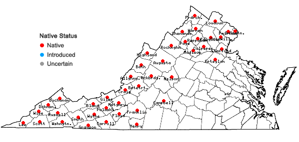 Locations ofSymphyotrichum prenanthoides (Muhl. ex Willd.) Nesom in Virginia