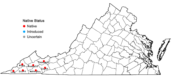 Locations ofSynandra hispidula (Michx.) Baill. in Virginia