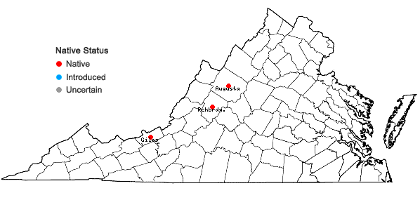 Locations ofSyntrichia amphidiacea (Müll. Hal.) R.H. Zander in Virginia