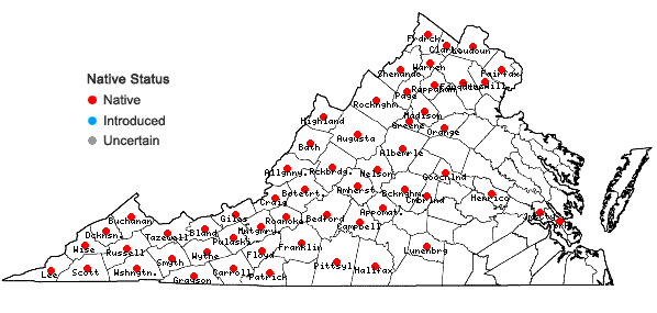 Locations ofTaenidia integerrima (L.) Drude in Virginia