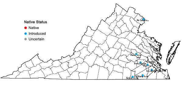 Locations ofTagetes minuta L. in Virginia