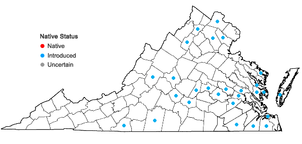 Locations ofTaraxacum erythrospermum Andrzejowski ex Besser in Virginia