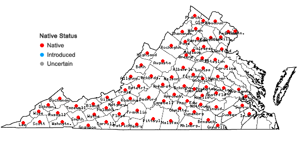 Locations ofThaspium barbinode (Michx.) Nutt. in Virginia