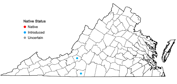 Locations ofThermopsis villosa (Walt.) Fern. & Schub. in Virginia