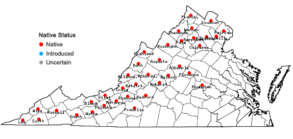 Locations ofTrichostema brachiatum L. in Virginia