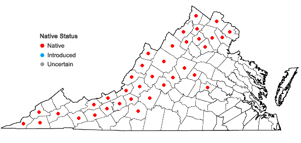 Locations ofTrichostema coeruleum (Michx.) K.S.McClell. & Weakley in Virginia