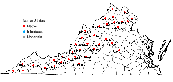 Locations ofTrichostema coeruleum (Michx.) K.S.McClell. & Weakley in Virginia