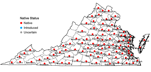 Locations ofTrichostema dichotomum L. in Virginia