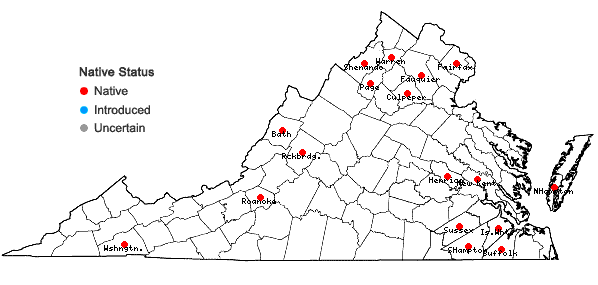 Locations ofTrichostema setaceum Houtt. in Virginia
