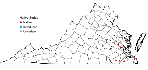Locations ofTridens chapmanii (Small) Chase in Virginia