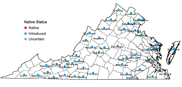 Locations ofTrifolium aureum Pollich in Virginia
