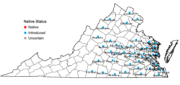 Locations ofTrifolium incarnatum L. in Virginia