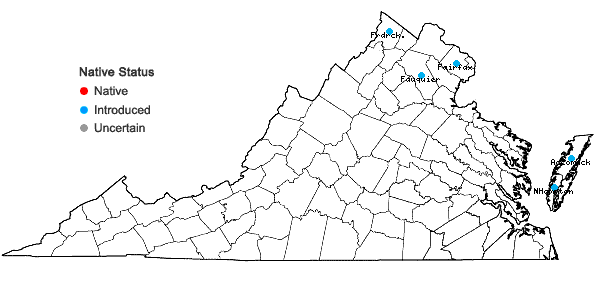 Locations ofTripidium ravennae (L.) Scholz in Virginia