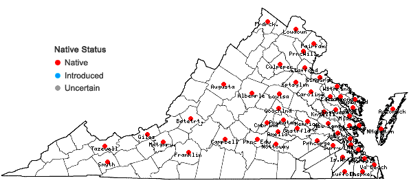 Locations ofTypha angustifolia L. in Virginia