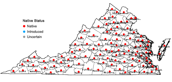 Locations ofTypha latifolia L. in Virginia