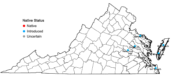 Locations ofUrochloa texana (Buckl.) R. Webster in Virginia