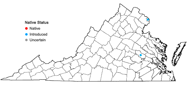 Locations ofVaccaria hispanica (P. Mill.) Rausch. in Virginia