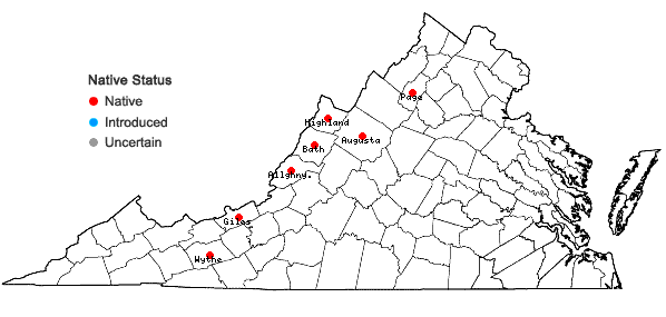 Locations ofVaccinium altomontanum W.W. Ashe in Virginia
