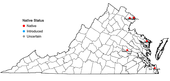 Locations ofVaccinium ×margarettiae Ashe (pro sp.) in Virginia