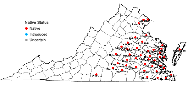 Locations ofVaccinium ×marianum S. Wats. (pro sp.) in Virginia