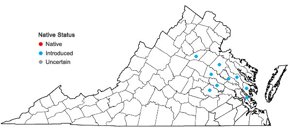 Locations ofVerbascum lychnitis L. ssp. lychnitis in Virginia